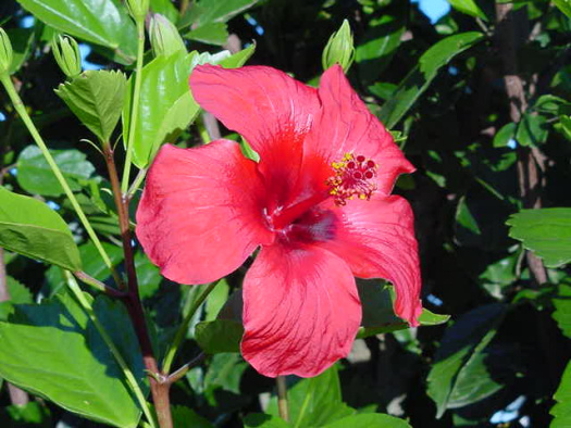 Ibisco